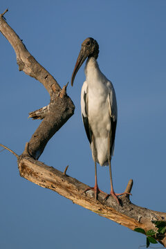 Wood Stork - Mycteria americana, large wading bird native to the fresh waters of Central and South America, Pantanal, Brazil.