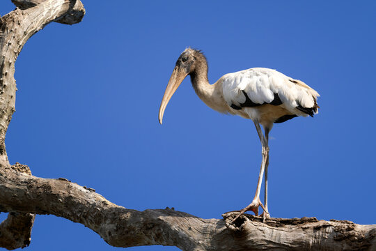 Wood Stork - Mycteria americana, large wading bird native to the fresh waters of Central and South America, Pantanal, Brazil.