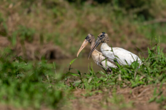 Wood Stork - Mycteria americana, large wading bird native to the fresh waters of Central and South America, Pantanal, Brazil.