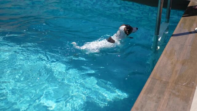 Jack Russell terrier swimming in blue pool water and climbing out ladder
