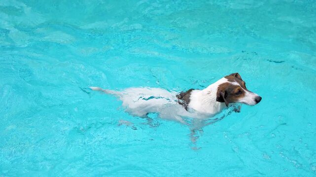 Jack Russell terrier swimming in clear blue water of outdoor pool