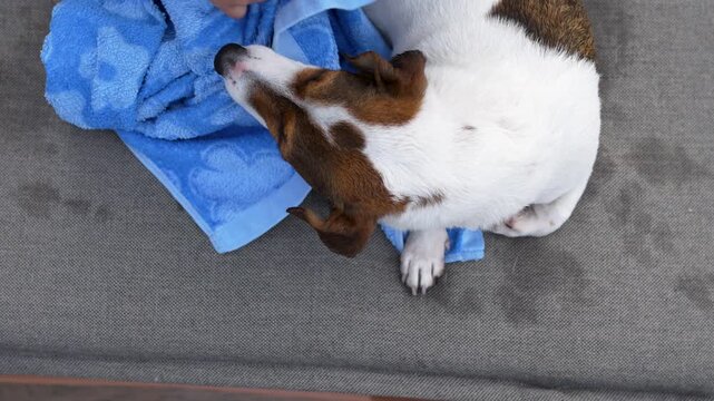 Girl drying wet Jack Russell terrier with blue towel on sunbed