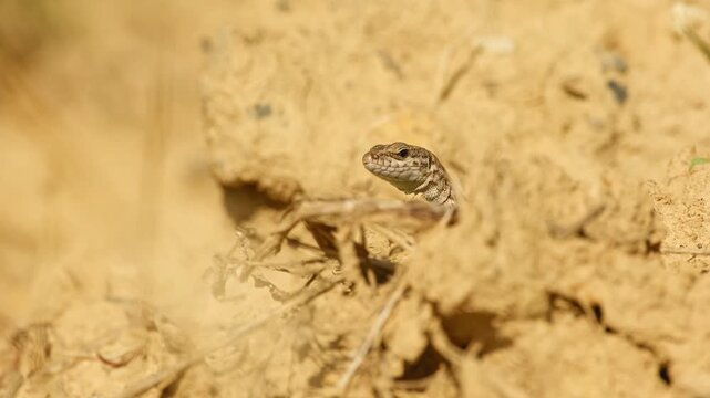 A common wall lizard peeks out from a small shelter in the sun-warmed earth, resting quietly in its natural habitat.
