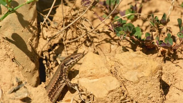 A common wall lizard basks peacefully in the warm sunshine among rocks in its natural habitat.