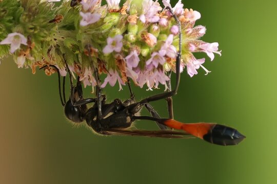 insecte