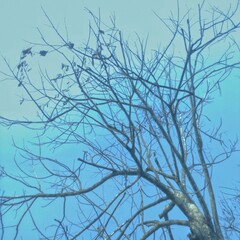 Obraz premium winter tree branches
