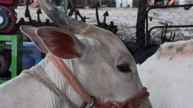 Close-Up Profile Shot of White Zebu Bull on Farm. Detailed side-profile shot of a calm white bull with horns and a traditional rope harness, flicking its ears while standing outdoors in farm setting.