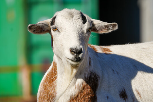 Portrait of a goat