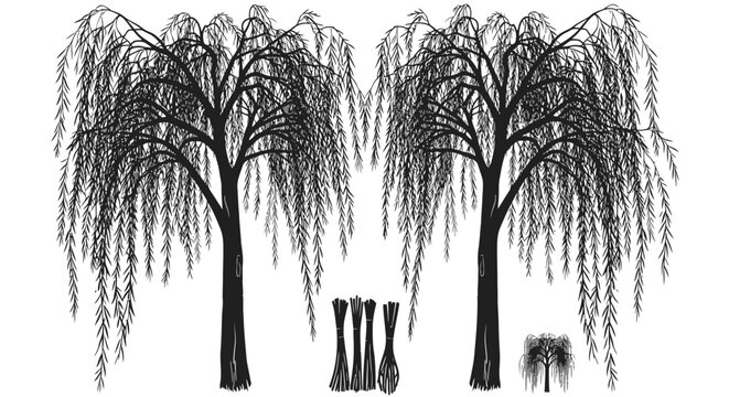 Weeping willow tree silhouettes with cuttings white background black silhouettes trees cuttings illustration branches graphic leaves nature with botany