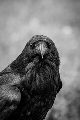 Naklejka premium Raven on the ground 