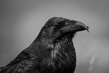 Naklejka premium raven on the ground