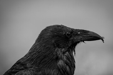 Naklejka premium raven on the ground