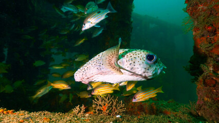 Pufferfish or Porcupine fish at a reef. Underwater photo from a scuba dive in the Andaman Sea © Johan