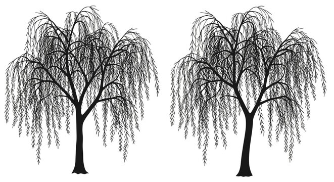 Two black weeping willow trees on white background with trees drooping branches illustration silhouette graphic foliage leaves nature plants