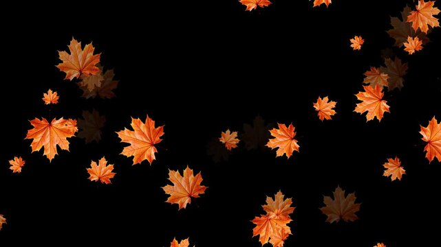Realistic 3D falling maple leaves animation, Maple Leaf falls animation. Autumn maple leaves fall in the background. Super Slow Motion Falling Autumn Red Maple Leaves. Isolated on Black Background.