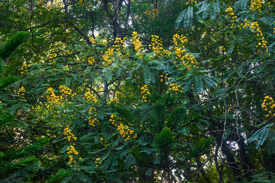 Golden Wonder Tree (Senna spectabilis), also known as American Cassia, growing in the Mauritius Botanical Garden. This tropical tree is known for its abundant clusters of bright yellow flowers