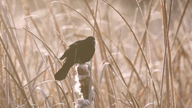 4k slow motion video of a Red-Wing Blackbird as it turns around on its perch and calls while its breath forms clouds that drift behind it in the early morning winter light.