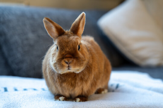 Brown Satin dwarf rabbit sitting on blanket and looking at camera