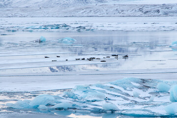 Group of seals relaxing and lying on ice  in the glacial lagoon Jokulsarlon in Iceland. © Anna
