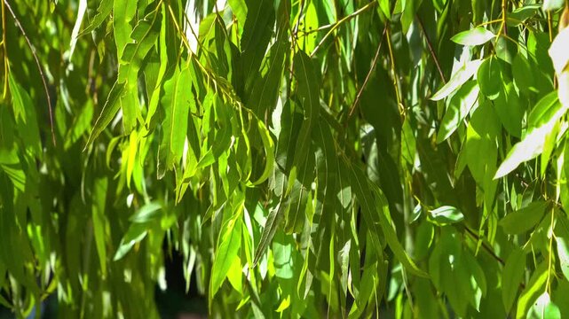Weeping Willow Branches in Sunlight: Delicate, elongated green leaves of a weeping willow tree hang in clusters, shimmering as sunlight filters through, creating a tranquil and natural canopy.