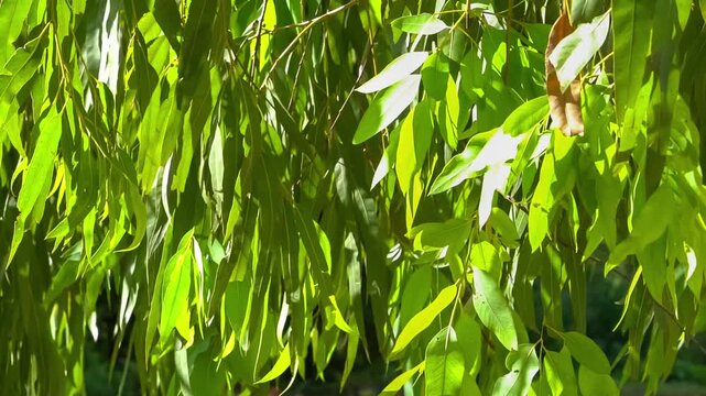 Sunlight Through Willow Leaves: A close-up shot of vibrant green willow leaves, illuminated by bright sunlight, creating a peaceful and natural atmosphere.