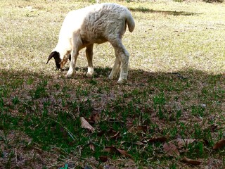 A cute white lamb with black patches on its head and back is grazing on the green grass. © Heri