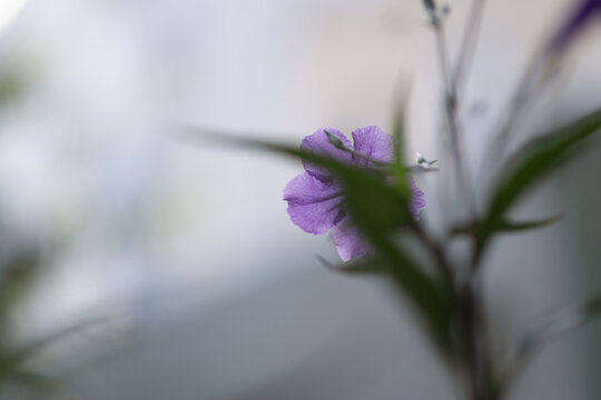 Ruellia simplex dans un jardin en &eacute;t&eacute;