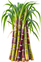 Obraz premium Ultra Realistic Fresh Sugarcane Stalk Bundle with Green Leaves Isolated on Transparent Background Farming Agriculture PNG