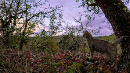 Adventurous Tabby Cat Exploring the Wilderness at Twilight © Vincent Cazajous