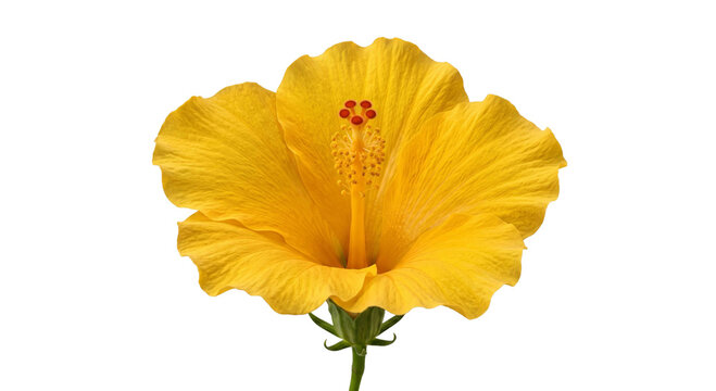 Vibrant yellow hibiscus flower with delicate petals and stamen on white background