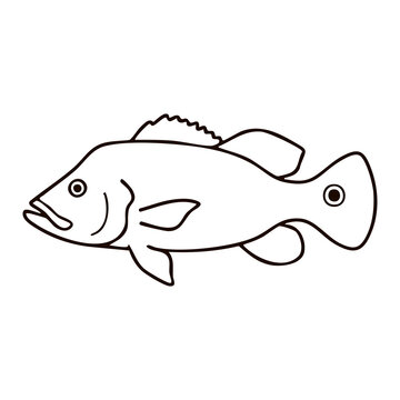 Barramundi Line Art - Coastal Game Fish Vector Illustration for Saltwater Fishing Club Logos, Seafood Restaurant Menus, and Angling Charters