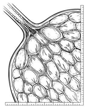 Anatomical cross section of human breast tissue showing lobes and ducts in black and white line art