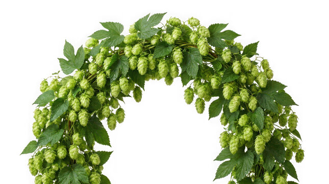 Fresh green hop cones on a vine with leaves isolated on transparent background