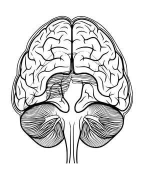Ventral view of human brain with cerebellum and brain stem line art vector illustration