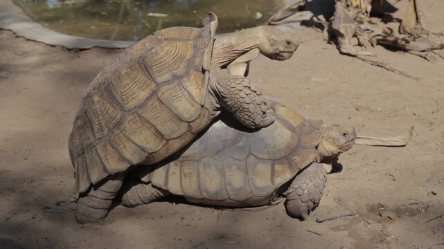 Giant Tortoise Resting in Natural Grassland Habitat, Close Up Portrait of an Ancient Endangered Reptile with Large Shell and Powerful Head in Wildlife Nature Setting
