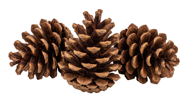 Three textured pine cones arranged closely together on a white background