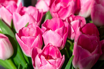 Obraz premium Pink tulips in full bloom arranged in a display at a flower market during the spring season