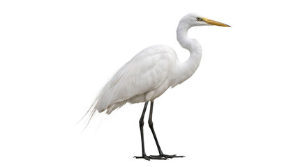 Naklejka premium Elegant white egret bird standing gracefully with long neck and yellow beak