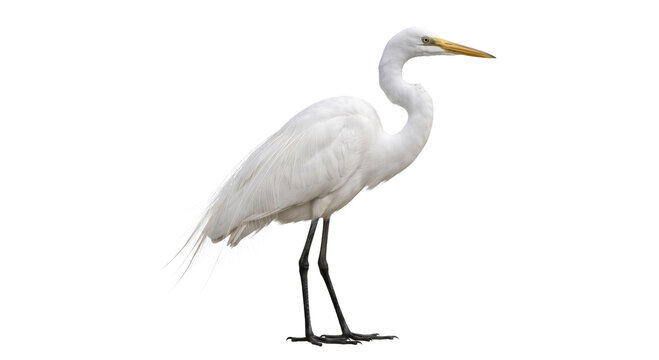 Elegant white egret bird standing gracefully with long neck and yellow beak