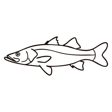 Common Snook Line Art - Coastal Saltwater Game Fish Vector Illustration for Offshore Fishing Charters, Angling Club Logos, and Seafood Menus