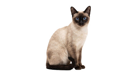 Elegant Siamese cat with striking blue eyes sits gracefully on a white background © Sapphire