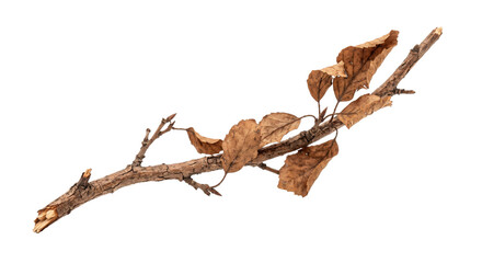 Dry autumn branch with withered leaves isolated on white background © Alla