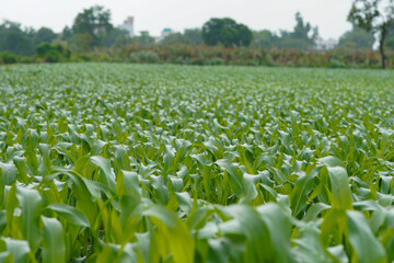 Naklejka premium A vast agricultural field filled with healthy lush green young corn plants growing in dense rows .