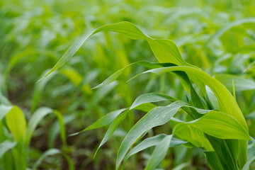 Naklejka premium Close-up view of vibrant green young maize crop leaves growing densely in an agricultural field.