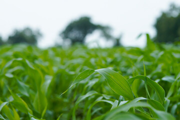 Naklejka premium Close-up view of vibrant green young maize crop leaves growing densely in an agricultural field.