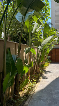 Lush tropical plants with large green leaves growing along a sunny outdoor walkway beside a residential building.