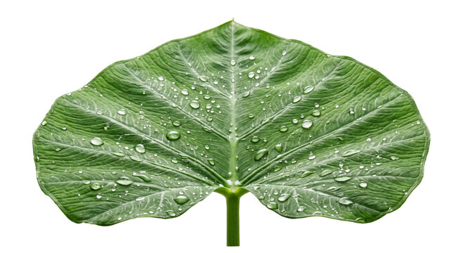 Close-up of a vibrant green elephant ear leaf covered in fresh water droplets