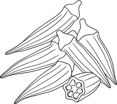 Okra Pods Line Art Vector Illustration Fresh Organic Vegetable Botanical Food Design.