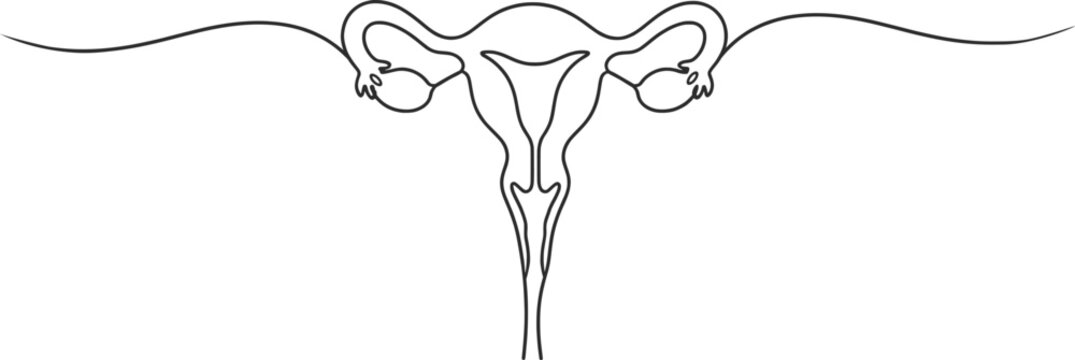 Female Reproductive System Line Art Vector Illustration Uterus Anatomy Medical Diagram.