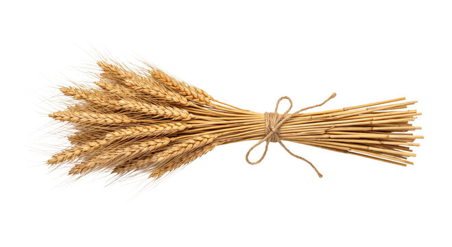 Bundle of golden wheat stalks tied with twine on a white background